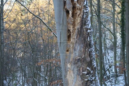 Photo for Bark beetles and Woodpecker holes in an old Beech tree - Royalty Free Image