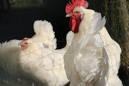 Gallo de pollo Bresse con algunas gallinas 