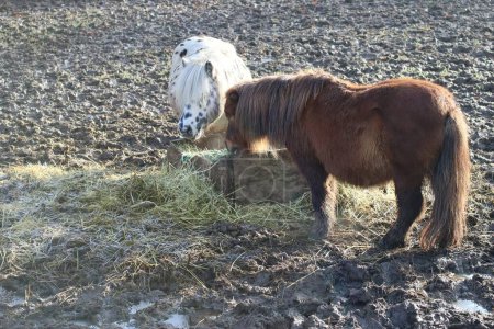 Téléchargez les photos : Deux poneys Shetland prennent leur petit déjeuner dans un enclos - en image libre de droit