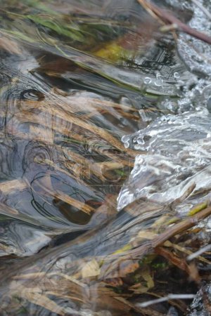 Photo for Plant parts flowing under a whirling Water - Royalty Free Image
