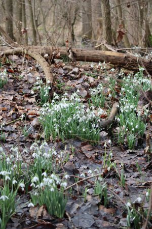 Snowdrops grow on old Piles of Leaves