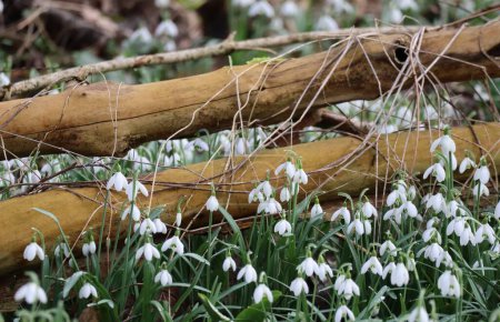 tasteful Place for the Snowdrop blossom