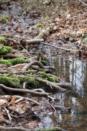 petit ruisseau forestier est absorbé par les racines