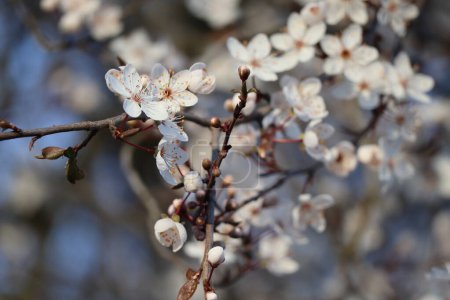 hermosa flor de ciruela de cerezo exuberante a principios de marzo