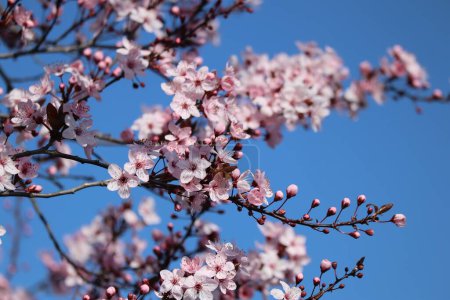 red-flowering Cherry plum against a blue Sky