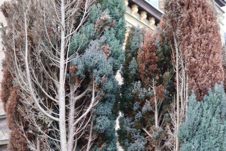 large Columnar juniper with brown Spots