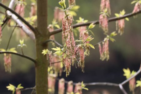male Flowers of the Ash maple 