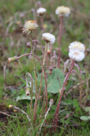 Beauty of Coltsfoot in April