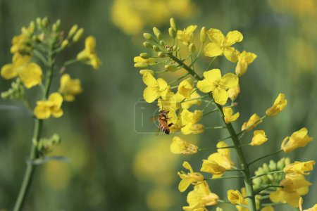 Abeille avec sac de pollen sur colza