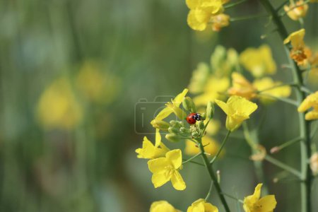 a seven-spot Ladybird crawls around on Rapeseed