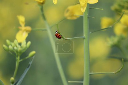 Ladybug quenches his Thirst on Rapeseed
