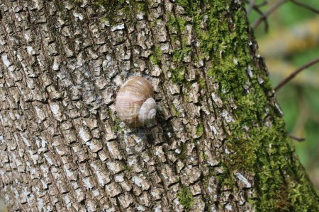 viejo caracol descansando en árbol