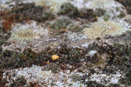 sixteen-spotted Ladybug wanders through Moss landscape