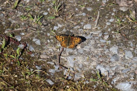 Queen-of-spain-fritillary landed on Gravel path