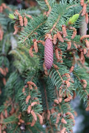 young red Spruce cone with Resin drops