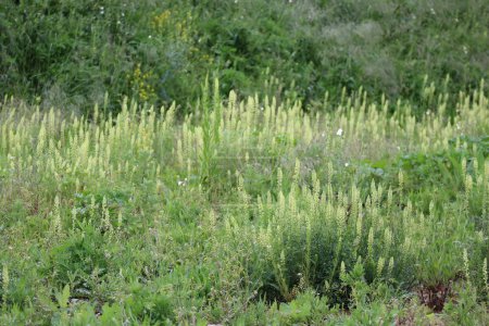 wild Mignonette thrives in recently excavated Soil