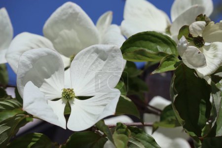 weiße japanische Blume Hartriegel mit großen Blüten