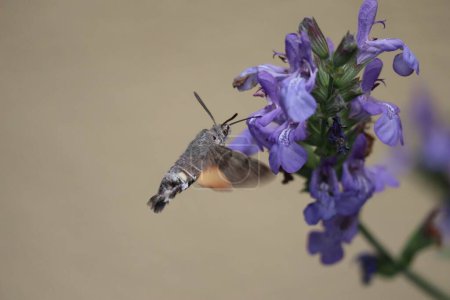 Hummingbird-hawk-moth hovers in front of spanish Sage