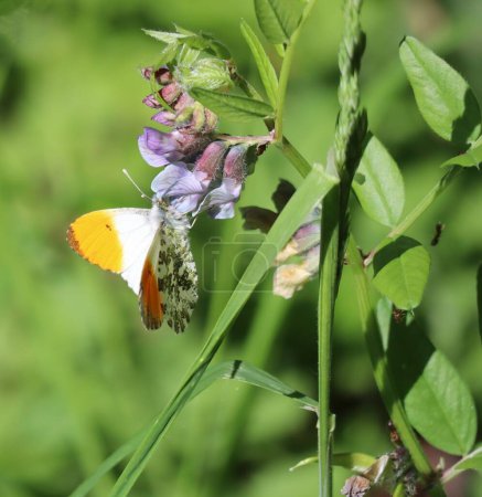 Croquis de Bush avec papillon à pointe orange et fourmis