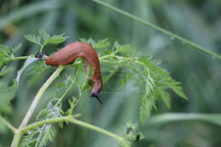 red Slug wants to leave the Place quickly