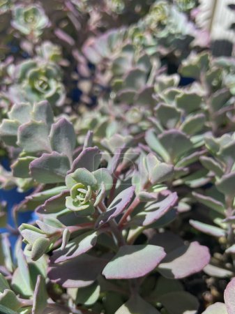 Closeup of Groundcover Sedum variety Bluberry Pie, a bluish hued succulent stonecrop plant, with a tiny bead of water sparkling in the sunlight, 
