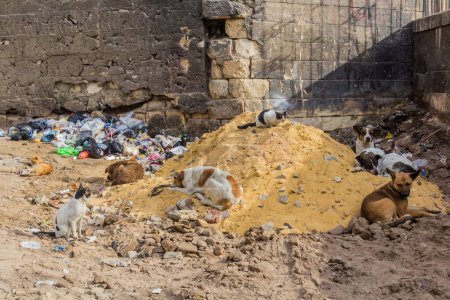 Foto de Rubbish with stray dogs adn cats in Cairo, Egypt - Imagen libre de derechos