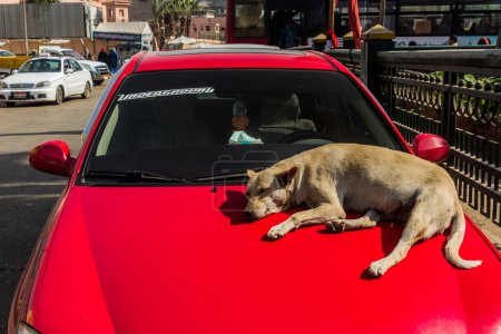 Téléchargez les photos : CAIRO, EGYPT - JANUARY 29, 2019: Stray dog on a car in Cairo, Egypt - en image libre de droit