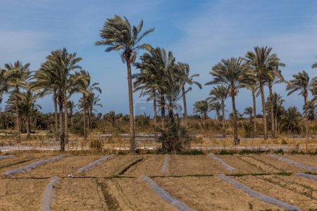 Téléchargez les photos : Fields and palms the Nile delta, Egypt - en image libre de droit