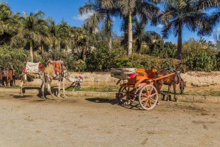 Photo for Camels and a horse carriage in Giza, Egypt - Royalty Free Image