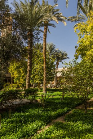 Téléchargez les photos : Palm garden at Saint Pishoy (Bishoi) monastery in Wadi El Natrun, Egypt - en image libre de droit