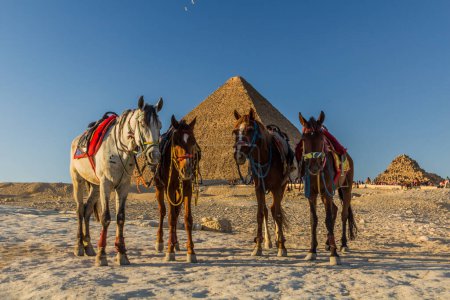 Photo for Horses in front of the Great pyramids of Giza, Egypt - Royalty Free Image