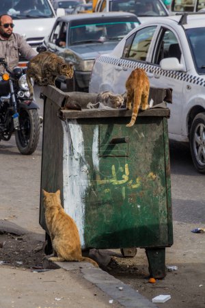 Téléchargez les photos : CAIRO, EGYPT - JANUARY 29, 2019: Stray cats eating from a rubbish bin in Cairo, Egypt - en image libre de droit
