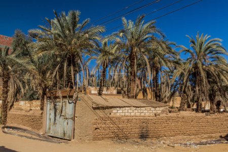 Téléchargez les photos : Palms in Mut town in Dakhla oasis, Egypt - en image libre de droit