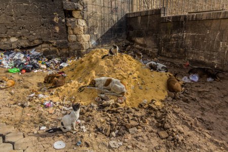 Foto de Rubbish with stray dogs adn cats in Cairo, Egypt - Imagen libre de derechos
