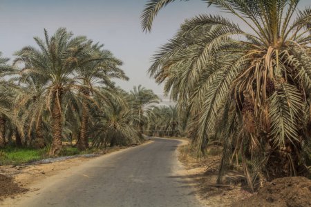 Foto de Camino a través de un palmeral en el oasis de Bahariya, Egipto - Imagen libre de derechos