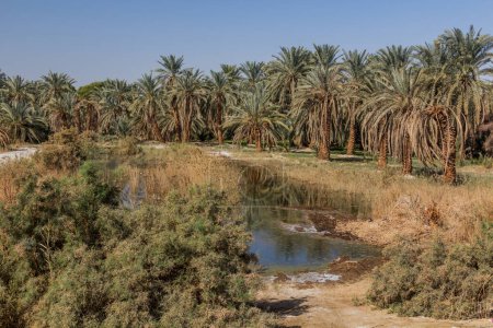 Téléchargez les photos : Petit étang dans l'oasis de Dakhla, Egypte - en image libre de droit