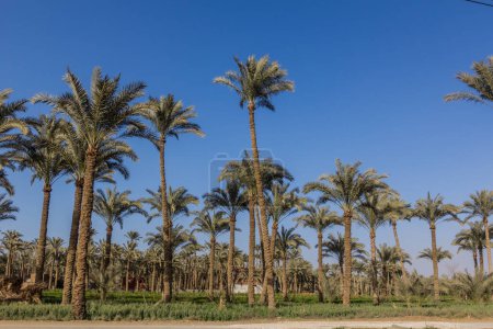 Téléchargez les photos : Palm grove in Dahshur, Egypt - en image libre de droit