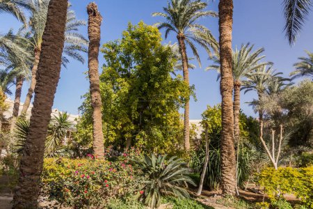 Téléchargez les photos : Palm garden of the monastery of Saint Mary El-Sourian in Wadi El Natrun, Egypt - en image libre de droit