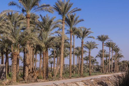 Foto de Palm grove in Dahshur, Egypt - Imagen libre de derechos