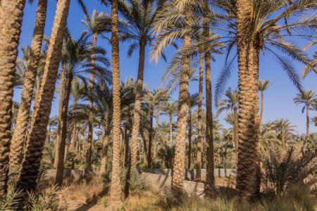 Photo for Palm grove in Dahshur, Egypt - Royalty Free Image