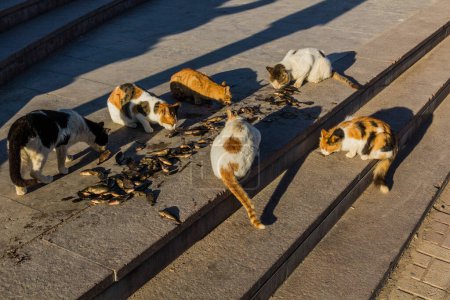 Foto de Stray cats eating small fish in the harbor of Alexandria, Egypt - Imagen libre de derechos