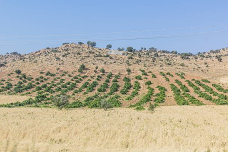 Photo for View of vineyards near Shiraz, Iran - Royalty Free Image