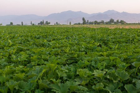 Téléchargez les photos : View of a field near Hamadan, Iran - en image libre de droit