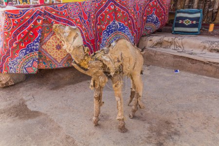 Foto de Stuffed baby camel in Nubian village Gharb Seheil, Egypt - Imagen libre de derechos