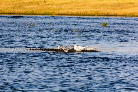 Téléchargez les photos : White-winged black tern (Chlidonias leucopterus) and slender-billed gull (Chroicocephalus genei) in the river Nile, Egypt - en image libre de droit