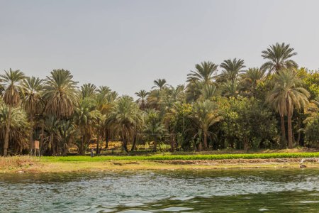 Téléchargez les photos : Palmiers au bord du Nil, Égypte - en image libre de droit