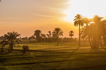 Vista del atardecer de palmeras y exuberantes campos en el valle del río Nilo, Egipto