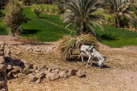 Téléchargez les photos : Donkey and lush fields along the river Nile, Egypt - en image libre de droit