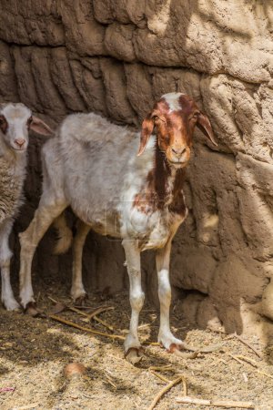 Téléchargez les photos : Goats in a shelter in a rural area of Egypt - en image libre de droit