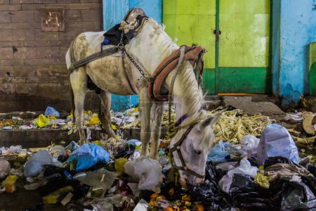 Photo for Horse eating rubbish in Aswan, Egypt - Royalty Free Image